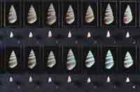 Achatinella