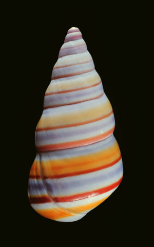 Achatinella Shell Letter N