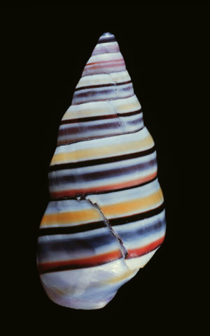Achatinella Shell Letter R