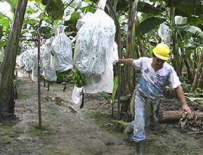 Banana plantation