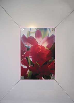 Proa installation orchid