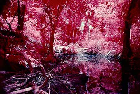 Flood jungle