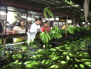 Women washing bananas